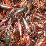 Shrimp from Lake Bunyonyi