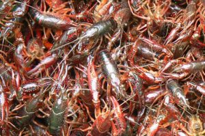 Shrimp from Lake Bunyonyi