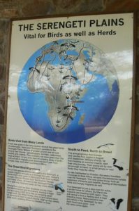 Serengeti National Park - bird sign