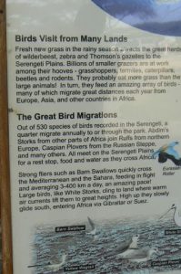 Serengeti National Park - bird sign