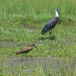 Serengeti National Park - birds