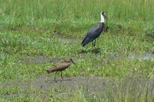 Serengeti National Park - birds