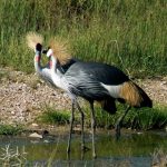 Serengeti National Park - crested cranes