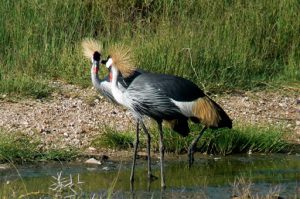 Serengeti National Park - crested cranes