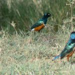 Serengeti National Park - 'Superb Starling'