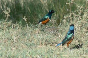 Serengeti National Park - 'Superb Starling'