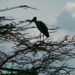 Serengeti National Park - bird