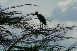 Serengeti National Park - bird