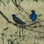 Serengeti National Park - 'Superb Starlings'