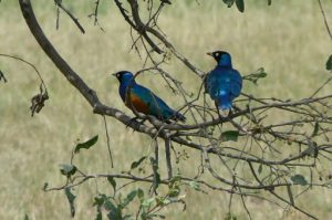 Serengeti National Park - 'Superb Starlings'