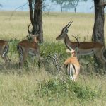 Serengeti National Park - gazelles