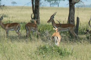 Serengeti National Park - gazelles