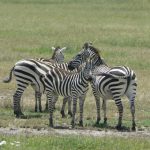 Serengeti National Park - zebras