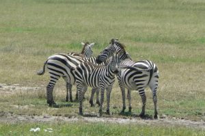 Serengeti National Park - zebras