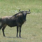 Serengeti National Park - wildebeest