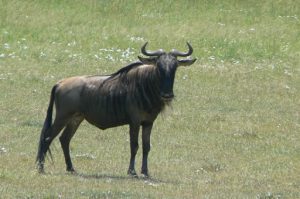Serengeti National Park - wildebeest