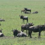 Serengeti National Park - wildebeests