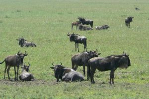 Serengeti National Park - wildebeests