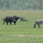 Serengeti National Park - buffalo & zebra