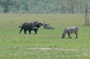 Serengeti National Park - buffalo & zebra