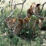 Serengeti National Park - lions