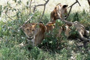 Serengeti National Park - lions