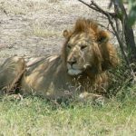 Serengeti National Park - lion