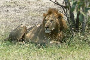 Serengeti National Park - lion