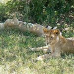 Serengeti National Park - lions