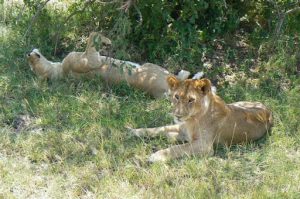 Serengeti National Park - lions