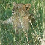 Serengeti National Park - lion