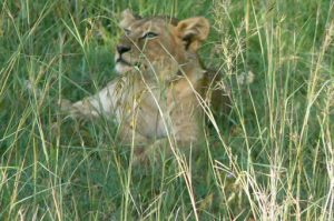Serengeti National Park - lion