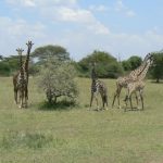 Serengeti National Park - giraffes