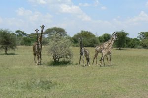 Serengeti National Park - giraffes