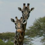 Serengeti National Park - giraffes