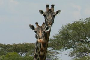 Serengeti National Park - giraffes