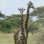 Serengeti National Park - giraffes