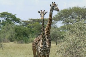 Serengeti National Park - giraffes