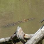 Serengeti National Park - crocodile