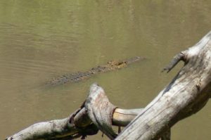 Serengeti National Park - crocodile