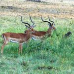 Serengeti National Park - gazelles