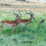 Serengeti National Park - gazelles