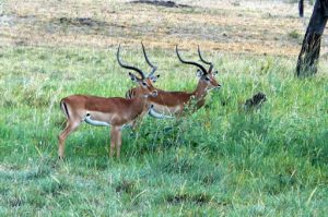 Serengeti National Park - gazelles