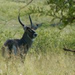 Serengeti National Park - gazelle
