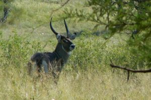 Serengeti National Park - gazelle