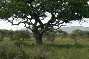 Leopard resting in the crotch of a tree