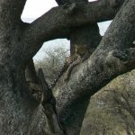 Leopard resting in the crotch of a tree