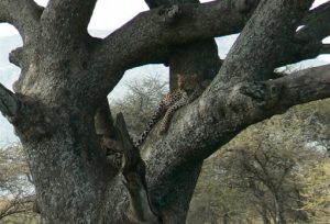Leopard resting in the crotch of a tree