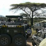 Cluster of safari trucks spotting a