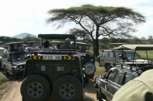 Cluster of safari trucks spotting a